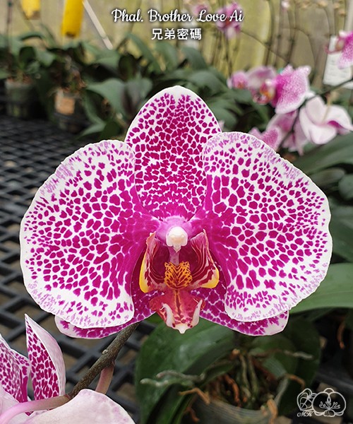 Phal. Brother Love Ai 2.5''