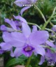 C. bowringiana var. coerulea x self 2.5'' УЦЕНКА (мех.пов.листика)