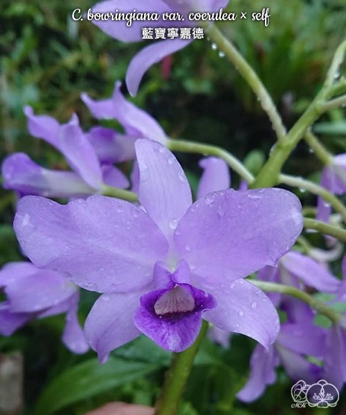 C. bowringiana var. coerulea x self 2.5'' УЦЕНКА (мех.пов.листика)