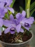 C. bowringiana var. coerulea x self 2.5'' УЦЕНКА (мех.пов.листика)