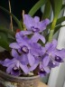 C. bowringiana var. coerulea x self 2.5'' УЦЕНКА (мех.пов.листика)
