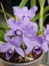 C. bowringiana var. coerulea x self 2.5'' УЦЕНКА (мех.пов.листика)