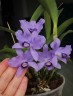 C. bowringiana var. coerulea x self 2.5'' УЦЕНКА (мех.пов.листика)