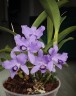 C. bowringiana var. coerulea x self 2.5'' УЦЕНКА (мех.пов.листика)