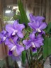 C. bowringiana var. coerulea x self 2.5'' УЦЕНКА (мех.пов.листика)