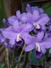 C. bowringiana var. coerulea x self 2.5'' УЦЕНКА (мех.пов.листика)