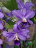C. bowringiana var. coerulea x self 2.5'' УЦЕНКА (мех.пов.листика)