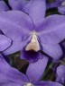 C. bowringiana var. coerulea x self 2.5'' УЦЕНКА (мех.пов.листика)