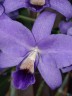 C. bowringiana var. coerulea x self 2.5'' УЦЕНКА (мех.пов.листика)