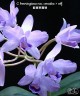 C. bowringiana var. coerulea x self 2.5'' УЦЕНКА (мех.пов.листика)