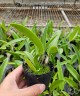 C. bowringiana var. coerulea x self 2.5'' УЦЕНКА (мех.пов.листика)