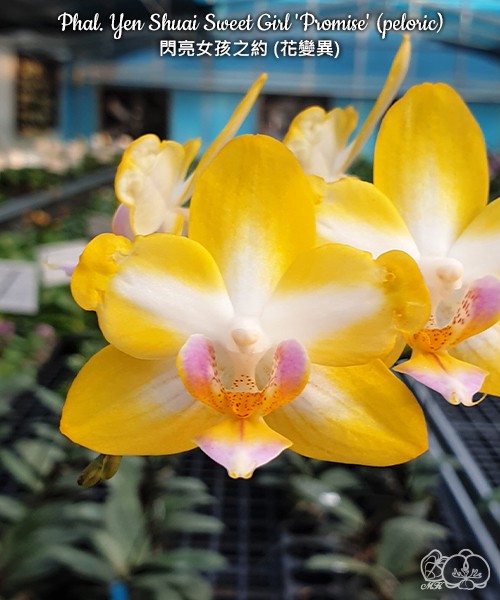 Phal. Yen Shuai Sweet Girl 'Promise' (peloric) 2.5''