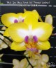 Phal. Yen Shuai Sweet Girl 'Promise' (peloric) 2.5''