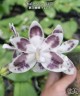 Phal. speciosa 'YL136' 2.5''