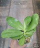 Phal. speciosa 'YL136' 2.5''