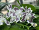 Phal. speciosa 'YL136' 2.5''
