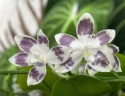 Phal. speciosa 'YL136' 2.5''