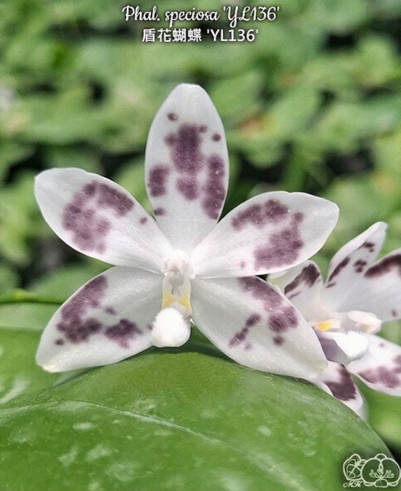 Phal. speciosa 'YL136' 2.5''