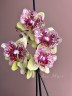Phal. I-Hsin Spot Leopard (peloric) 3.0'' УЦЕНКА (мех. повр. лист.)