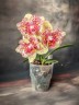 Phal. I-Hsin Spot Leopard (peloric) 3.0'' УЦЕНКА (мех. повр. лист.)
