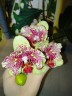Phal. I-Hsin Spot Leopard (peloric) 3.0'' УЦЕНКА (мех. повр. лист.)