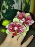 Phal. I-Hsin Spot Leopard (peloric) 3.0'' УЦЕНКА (мех. повр. лист.)