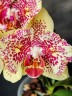 Phal. I-Hsin Spot Leopard (peloric) 3.0'' УЦЕНКА (мех. повр. лист.)