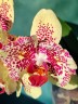 Phal. I-Hsin Spot Leopard (peloric) 3.0'' УЦЕНКА (мех. повр. лист.)