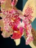 Phal. I-Hsin Spot Leopard (peloric) 3.0'' УЦЕНКА (мех. повр. лист.)