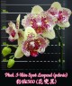 Phal. I-Hsin Spot Leopard (peloric) 3.0'' УЦЕНКА (мех. повр. лист.)