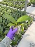 Phal. I-Hsin Spot Leopard (peloric) 3.0'' УЦЕНКА (мех. повр. лист.)