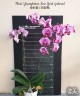 Phal. Younghome New York (peloric) 2.5'' УЦЕНКА