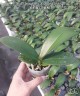 Phal. Younghome New York (peloric) 2.5'' УЦЕНКА