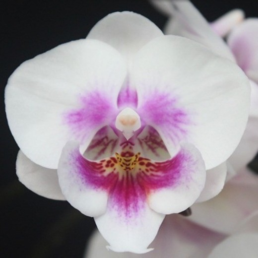 Phal. [Tying Shin Swallow × (Yaphon Big Mouse × Fusheng's Bridal Dress)] '1225 2.5''