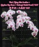 Phal. [Tying Shin Swallow × (Yaphon Big Mouse × Fusheng's Bridal Dress)] '1225 2.5''