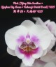 Phal. [Tying Shin Swallow × (Yaphon Big Mouse × Fusheng's Bridal Dress)] '1225 2.5''
