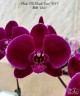 Phal. OX Black Face '1647' 2.5''