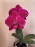 Phal. OX Black Face '1647' 2.5''