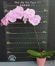 Phal. Miki Pink Planet '173' 2.5''