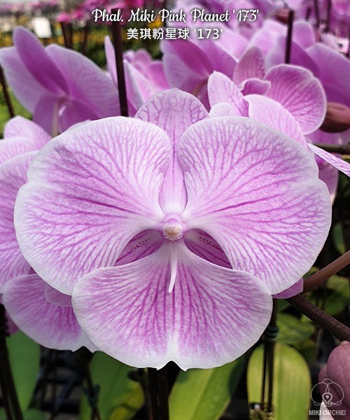 Phal. Miki Pink Planet '173' 2.5''