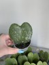 Hoya kerrii Splash (Ø 6 см)