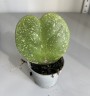 Hoya kerrii Splash (Ø 6 см)