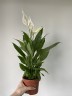 Spathiphyllum Alana (Ø 12 см)
