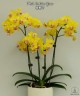 Phal. Golden Yuzu 2.5"