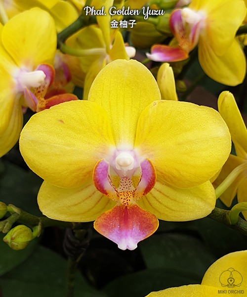 Phal. Golden Yuzu 2.5"