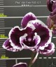 Phal. Miki Violet Frill '421' 2.5''