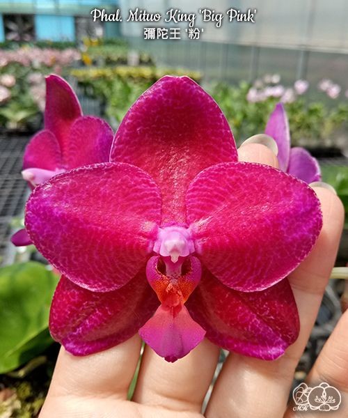 Phal. Mituo King 'Big Pink' 2.5''