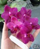 Phal. Mituo King 'Big Pink' 2.5''