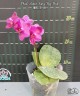 Phal. Mituo King 'Big Pink' 2.5''
