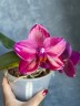 Phal. Mituo King 'Big Pink' 2.5''